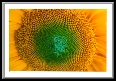 Sunflower Closeup #296